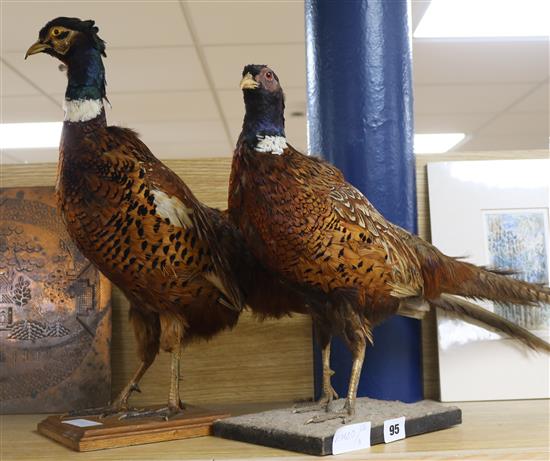 Two taxidermic pheasants